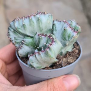 Euphorbia lactea cristata cv. White Ghost