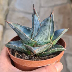 Agave pumila