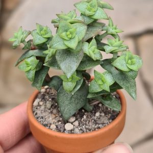 Crassula perforata