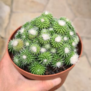 Mammillaria spinosissima un pico monstrose