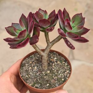 Echeveria pulvinata Devotion