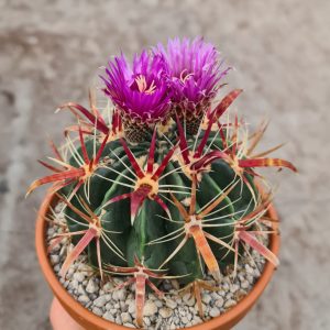 Ferocactus latispinus 'Teufelszunge'