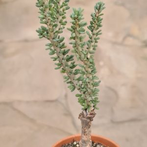 Ceraria namaquensis gepfropft