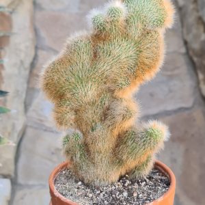 Borzicactus roezlii cristata