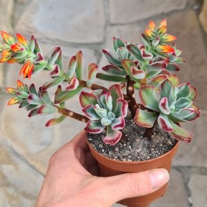 Echeveria pulvinata hybride