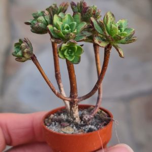 Aeonium sedifolium