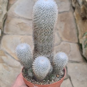 Mammillaria meissneri