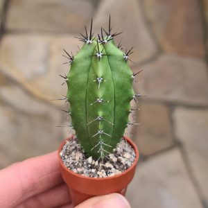 Pachycereus pecten-aboriginum
