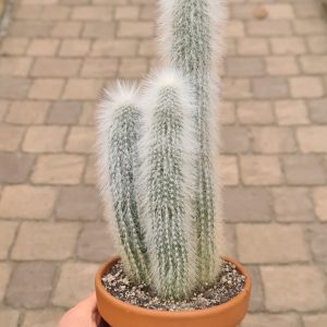 Cleistocactus