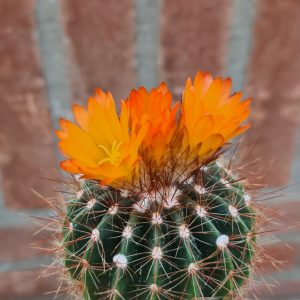 Notocactus roseoluteus