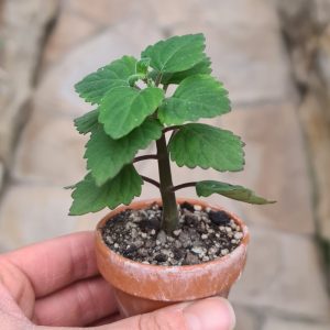 Plectranthus ernstii