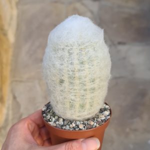 Espostoa melanostele