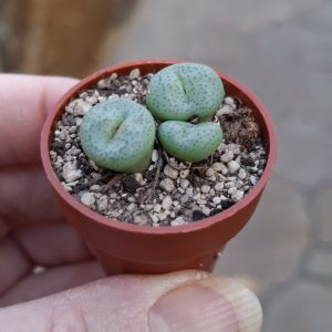 Conophytum truncatum "Rennki"