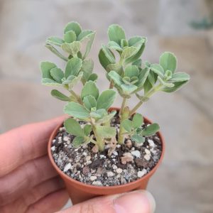 Plectranthus amboinicus