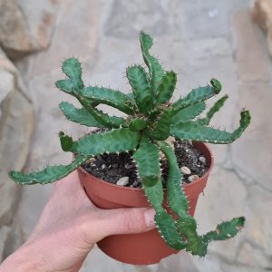 Euphorbia stellata