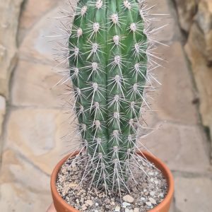 Pachycereus pringlei