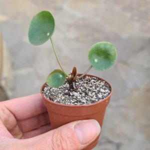 Pilea peperomioides  'Ufopflanze; Glückstaler'