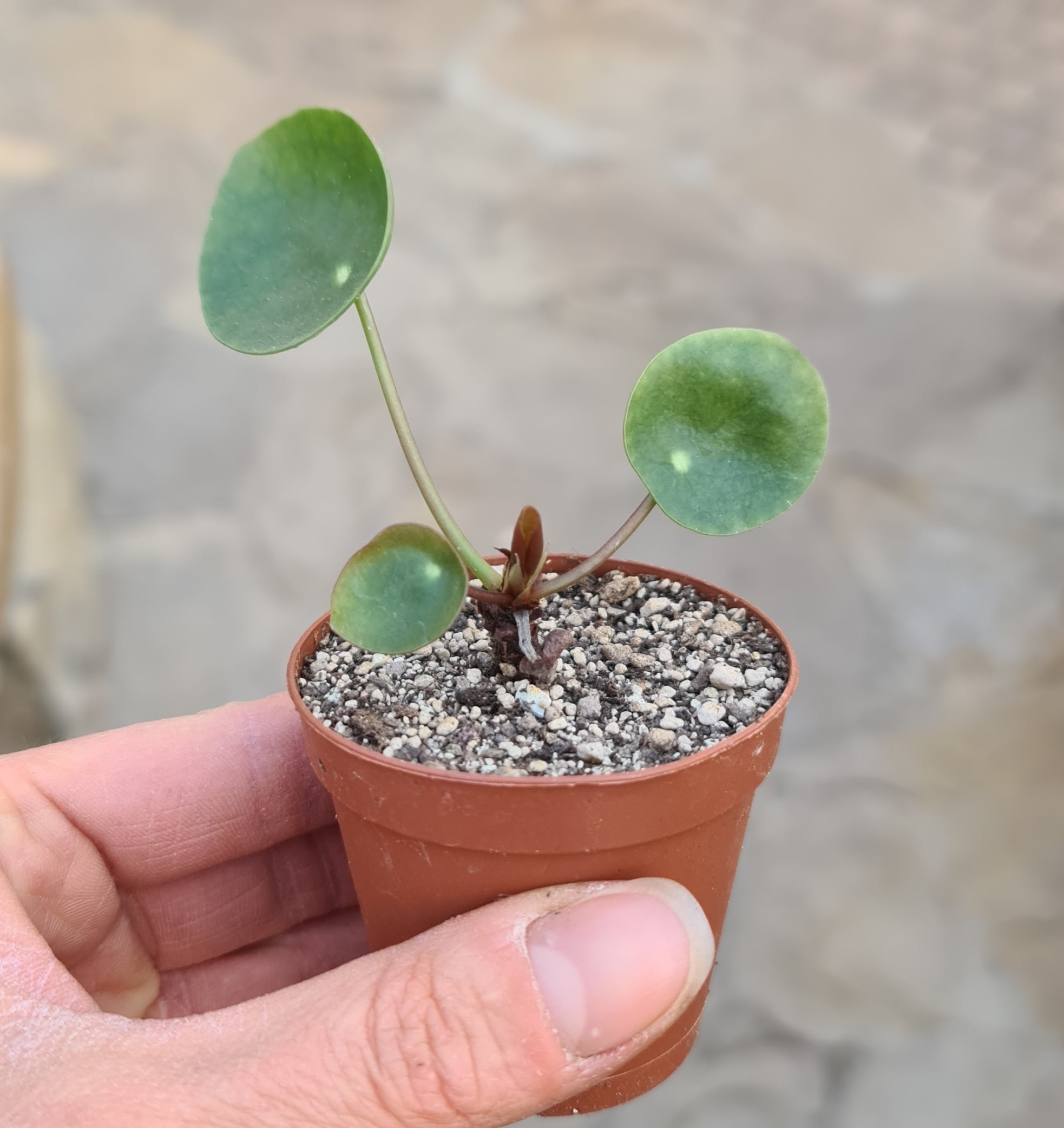 Pilea peperomioides 'Ufopflanze; Glückstaler'