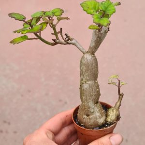 Plectranthus ernstii