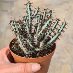 Euphorbia aeruginosa
