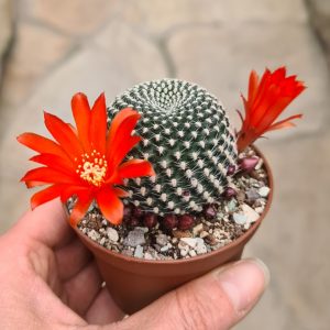 Rebutia krainziana