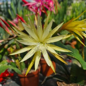 Epiphyllum hellgelb filigrane Blüte - Steckling