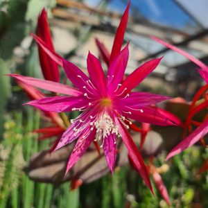 Epiphyllum lila filigrane Blüte - Steckling