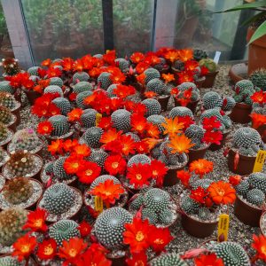 Rebutia krainziana
