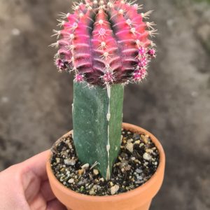 Gymnocalycium mihanovichii pink