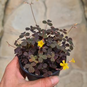Oxalis spiralis ssp. vulcanicola burgundy