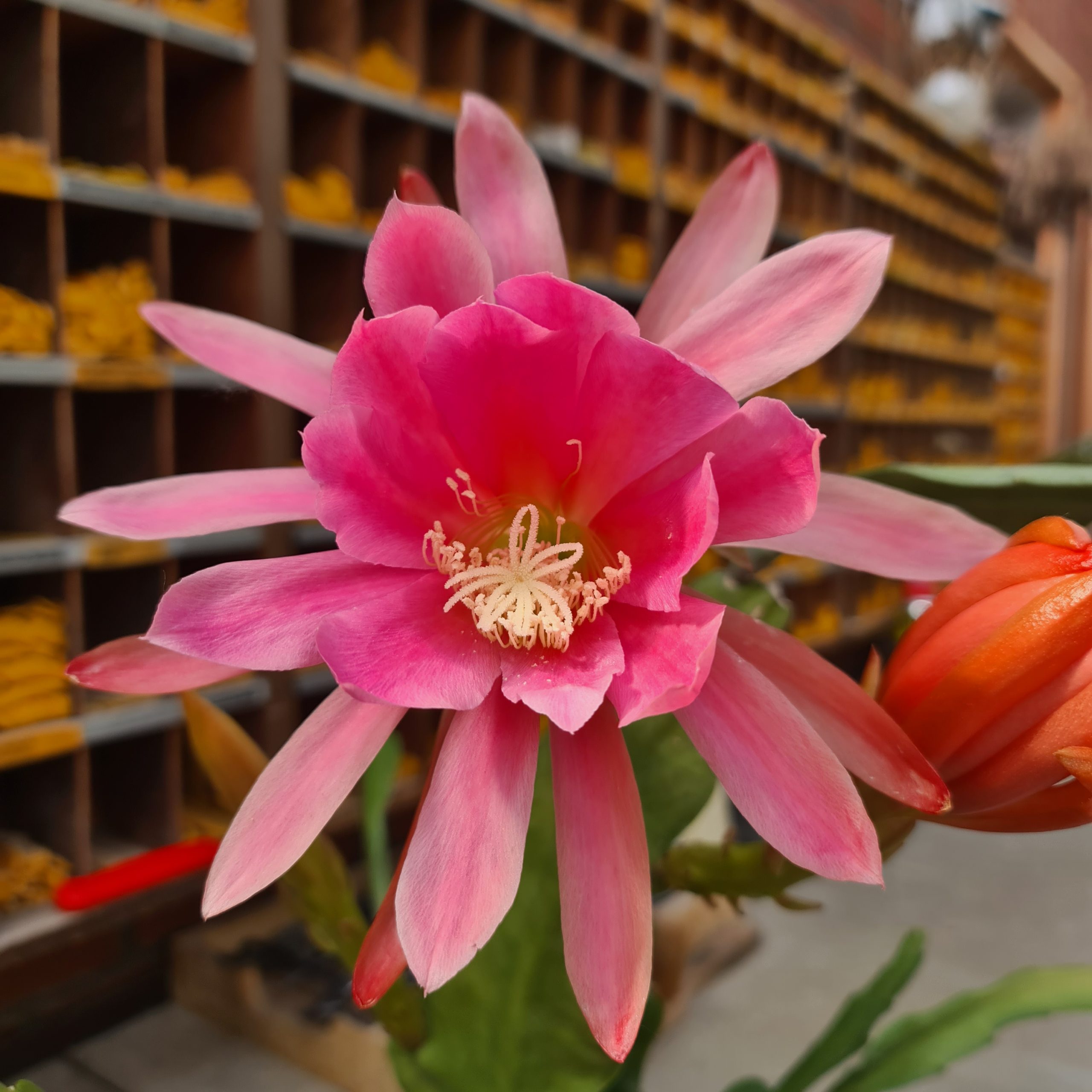 Epiphyllum rosa Blüte - Steckling
