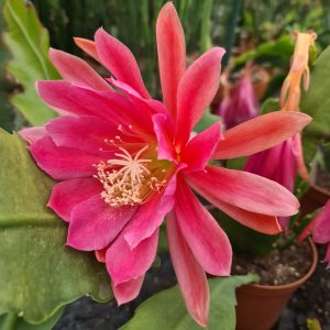 Epiphyllum rosa Blüte - Steckling