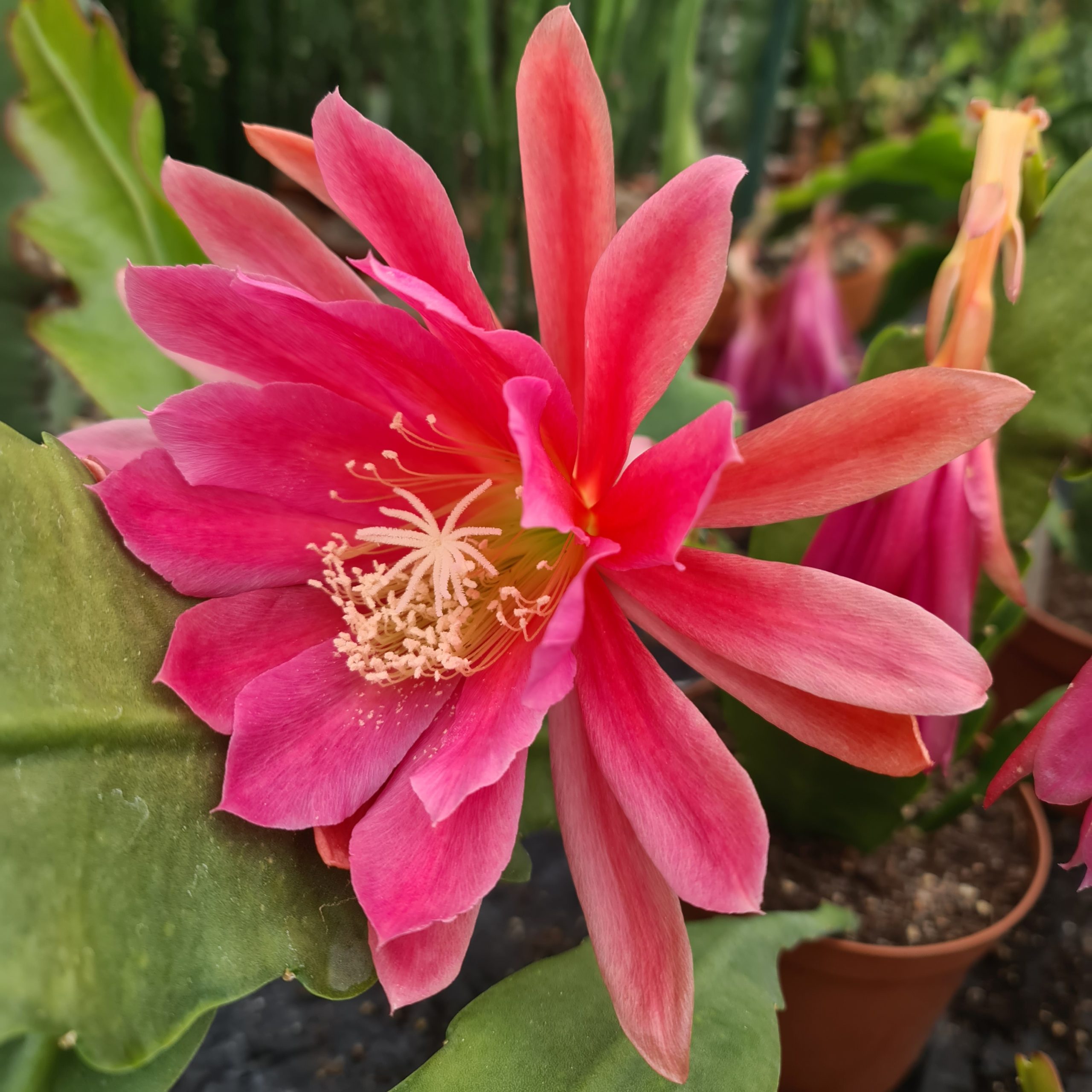 Epiphyllum rosa Blüte - Steckling