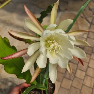 Epiphyllum weiße Blüte – Steckling