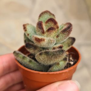 Kalanchoe tomentosa braun