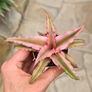 Cryptanthus bivittatus pink