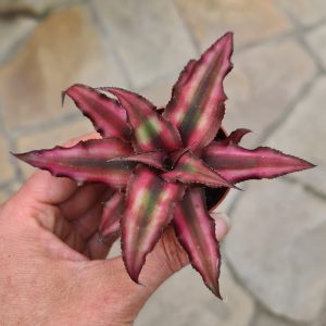 Cryptanthus bivittatus