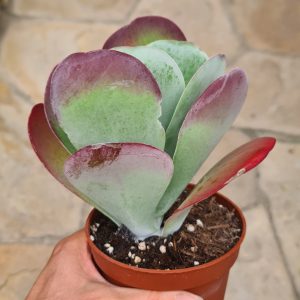 Kalanchoe thyrsiflora