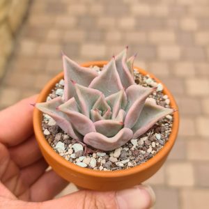 Echeveria Madiba