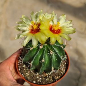 Hamatocactus setispinus