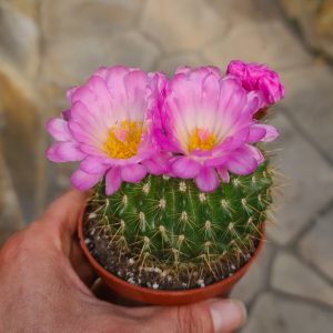 Notocactus herteri