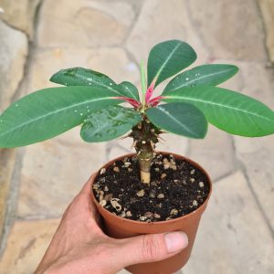 Euphorbia viguieri