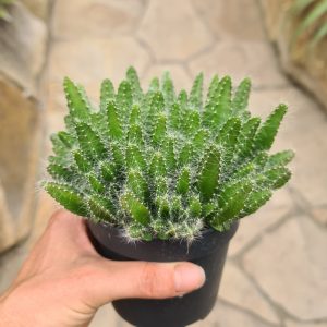Hylocereus undatus 'Drachenfrucht' Pitaya