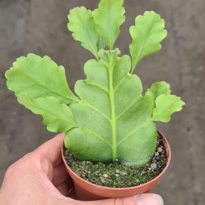 Rhipsalis oblonga
