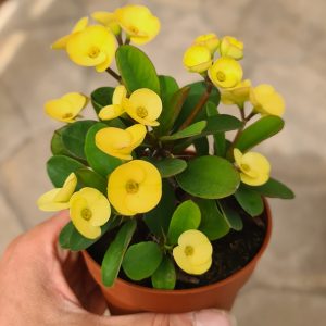 Euphorbia milii gelb