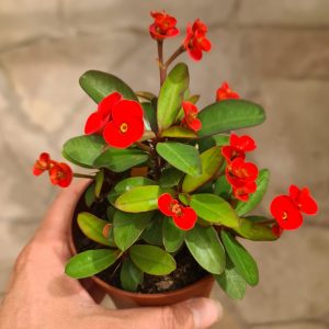 Euphorbia milii rot