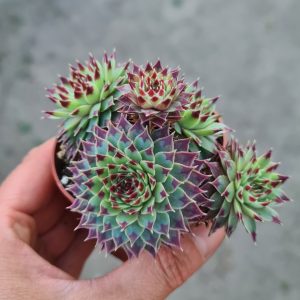 Sempervivum calcareum ‚Hauswurz; Steinrose‘