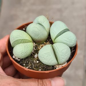 Argyroderma pearsonii luckhoffii