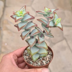 Crassula rupestris 'High Voltage'