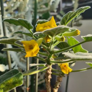 Uncarina